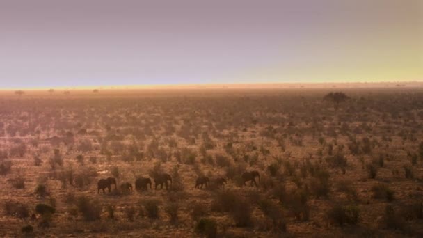 Elefantes Africanos Loxodonta Africana Encontram Comida Água Estações Secas Parque — Vídeo de Stock