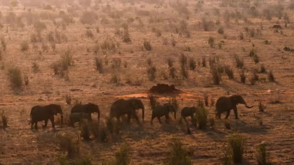 Elefantes Africanos Loxodonta Africana Encontram Comida Água Estações Secas Parque — Vídeo de Stock
