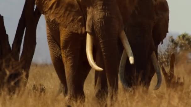Група Слонів Биків Loxonta African Через Сухі Рівнини Сходу Цаво — стокове відео