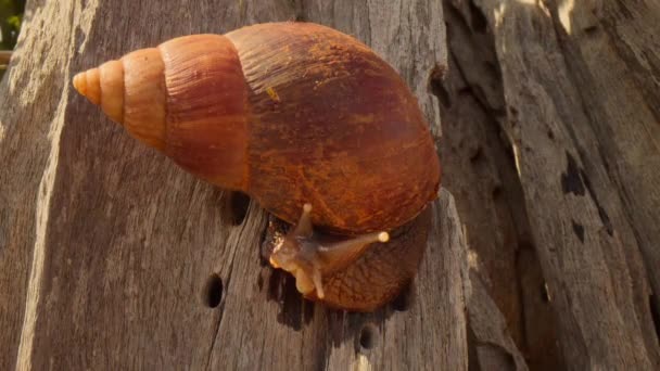 Närbild Giant African Land Snail Lissachatina Fulica Tsavo National Park — Stockvideo