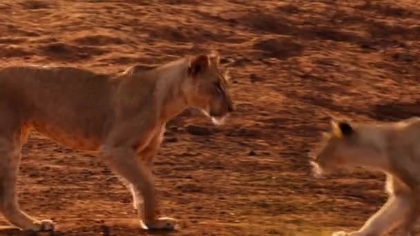 Lví Samice Panthera Leo Hraje Svým Mládětem Keňském Národním Parku — Stock video
