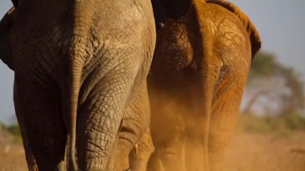 肯尼亚Tsavo国家公园 一群公牛象 Loxodonta Africana 穿过干旱的Tsavo East平原 — 图库视频影像