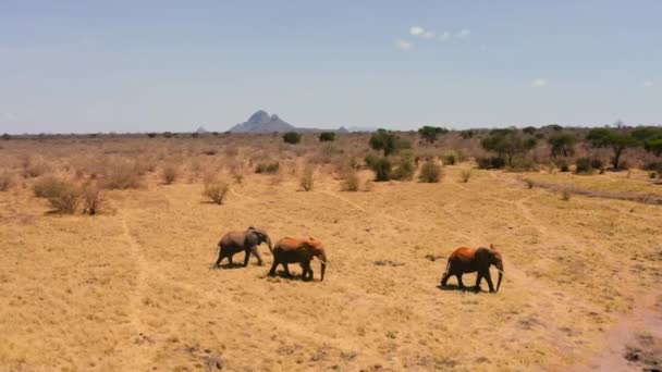Grupo Elefantes Toro Loxodonta Africana Través Las Llanuras Secas Tsavo — Vídeos de Stock