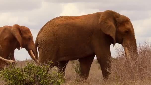 Μια Ομάδα Ταύρων Ελεφάντων Loxodonta Africana Διασχίζουν Τις Ξηρές Πεδιάδες — Αρχείο Βίντεο