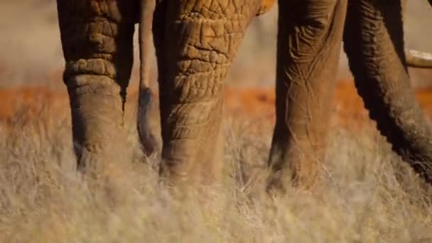 Grupa Słoni Byka Loxodonta Africana Przez Suche Równiny Tsavo East — Wideo stockowe