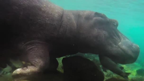 Гиппопотамус Hippopotamus Amphibius Открывает Рот Приглашения Корма Рыбы Объедки Застрявшие — стоковое видео