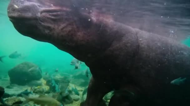 Hippopotamus Hippopotamus Amphibius Abre Boca Para Invitar Los Peces Forraje — Vídeos de Stock