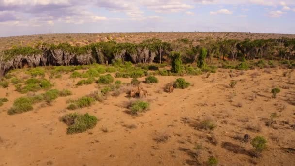 Grupo Elefantes Toro Loxodonta Africana Través Las Llanuras Secas Tsavo — Vídeos de Stock