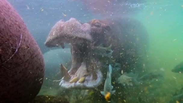 Hipopotam Hipopopotamus Amphibius Otworzył Usta Zaprosić Rybę Karmę Dla Resztek — Wideo stockowe