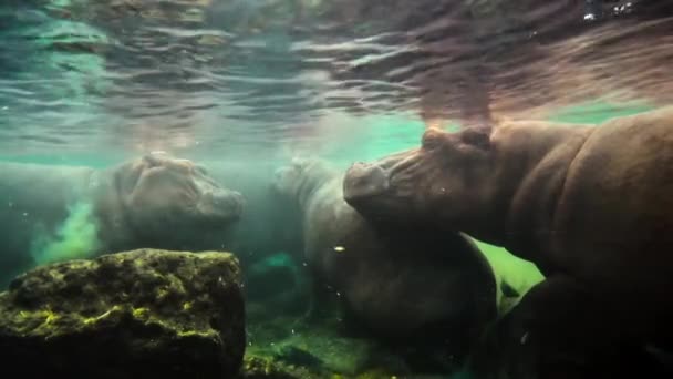 Крупним Планом Гіпопотамами Hippopotamus Ampweus Живуть Басейні Спрінгс Національний Парк — стокове відео