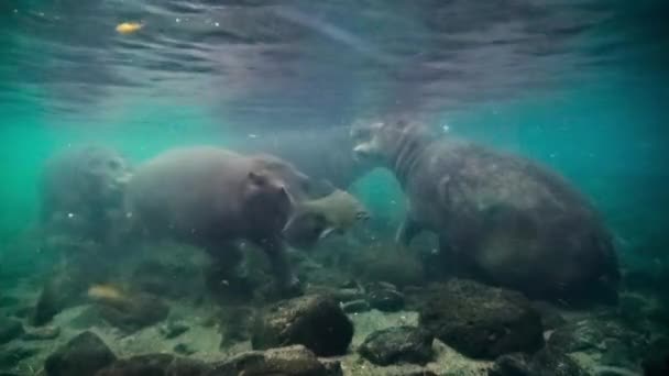 Close Hippopotamuses Hippopotamus Amphibius Living Pool Mzima Springs Tsavo National — Stock Video