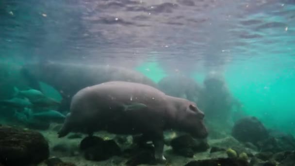 Primo Piano Degli Ippopotami Hippopotamus Amphibius Che Vivono Una Piscina — Video Stock