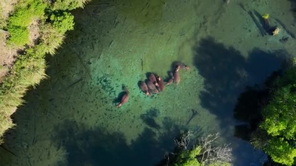 Detailní Záběr Hrochů Hroch Obojživelný Žijících Jezírku Mzima Springs Národní — Stock video