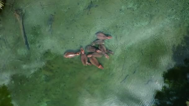 Detailní Záběr Hrochů Hroch Obojživelný Žijících Jezírku Mzima Springs Národní — Stock video