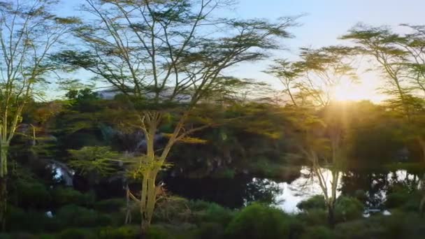 Landscape View Mzima Springs Tsavo National Park Kenya — Stock Video