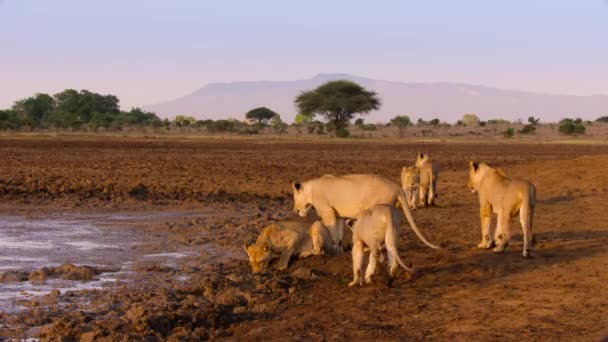 Primer Plano Del León Africano Panthera Leo Agua Potable Parque — Vídeos de Stock