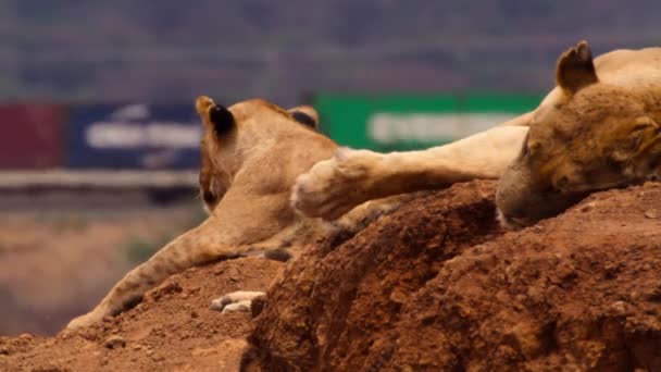 Los Leones Panthera Leo Descansan Junto Ferrocarril Parque Nacional Tsavo — Vídeo de stock