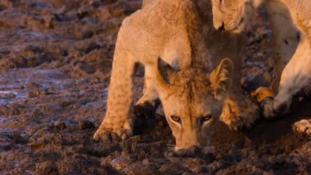 Primer Plano Del León Africano Panthera Leo Agua Potable Parque — Vídeo de stock