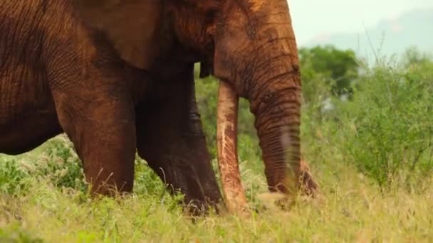 Gros Plan Sur Recherche Aliments Pour Les Éléphants Afrique Loxodonta — Video