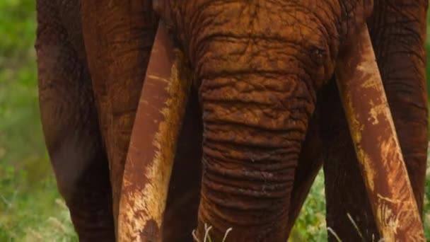 Detail Afrických Slonů Loxodonta Africana Nález Potravin Národním Parku Tsavo — Stock video