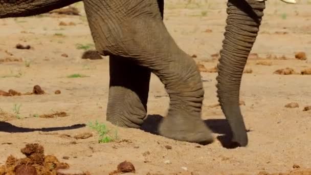 Bull Elefanter Loxodonta Africana Använda Stammen Gräva Och Suga Upp — Stockvideo