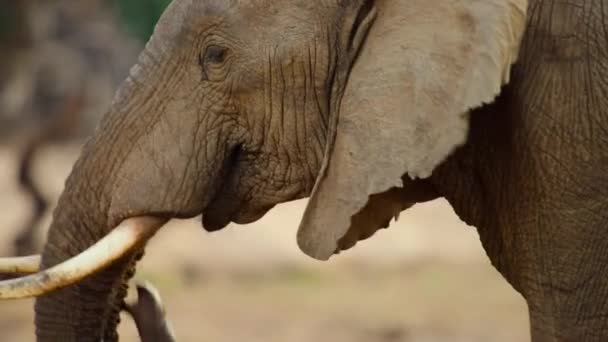 Elefantes Touro Loxodonta Africana Usam Escavação Tronco Sugam Água Arenosa — Vídeo de Stock