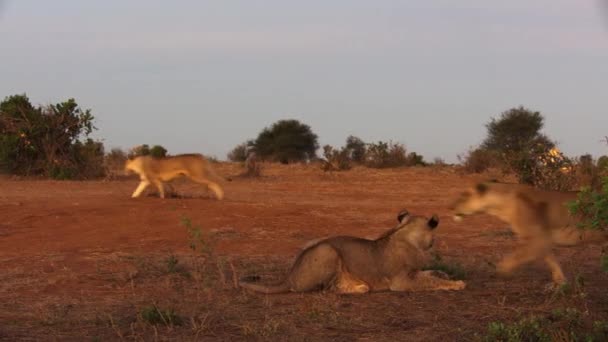 Close Van Mannelijke Afrikaanse Olifant Loxodonta Africana Die Afrikaanse Leeuwen — Stockvideo
