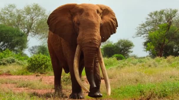 Zbliżenie Afrykańskich Słoni Loxodonta Africana Żywności Parku Narodowym Tsavo Kenia — Wideo stockowe