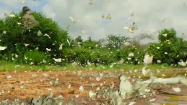 Krajina Pohled Ranní Slávu Dusí Park Květinovými Bílými Motýly Národním — Stock video