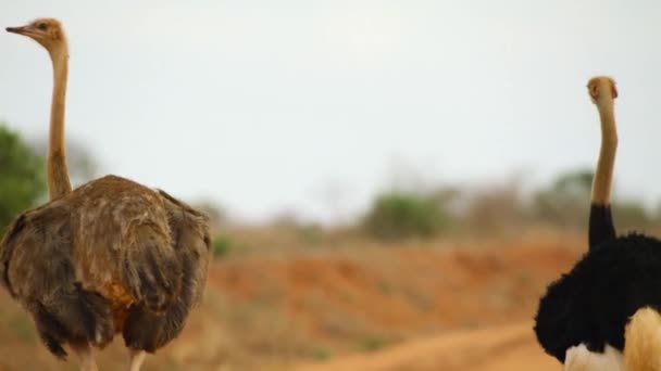 Blisko Wspólnej Rodziny Strusiów Struthio Camelus Parku Narodowym Tsavo Kenia — Wideo stockowe