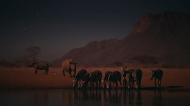 在肯尼亚的沙沃国家公园 黑犀牛 Diceros Bicornis 在夜间将其他动物赶出水坑 高灵敏度相机 — 图库视频影像
