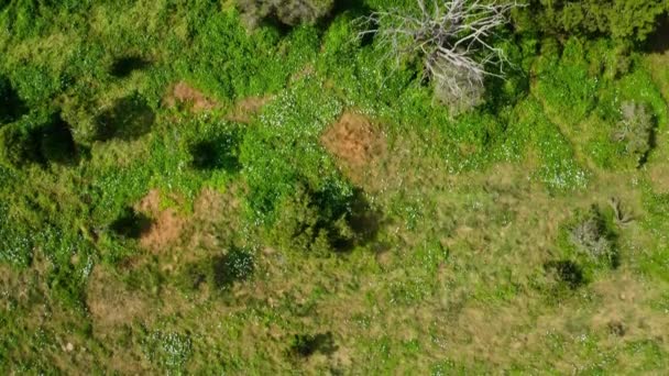 Ландшафтний Вид Парк Квітковими Білими Метеликами Національному Парку Цаво Кенія — стокове відео