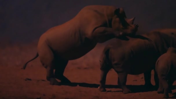 Rinoceronte Negro Masculino Diceros Bicornis Intenta Aparear Hembra Por Noche — Vídeos de Stock