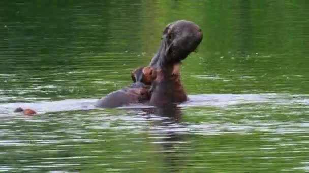 ヒッポポタムス ヒッポポトマス両生類 ケニアのツァヴォ国立公園 メスススプリングスのプールで口を開きます — ストック動画