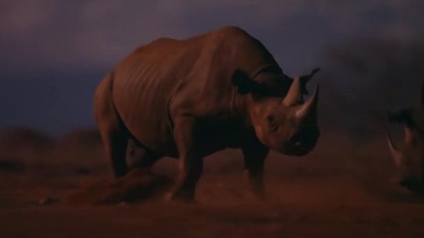 Rinoceronte Negro Macho Diceros Bicornis Lucha Contra Otros Machos Para — Vídeos de Stock