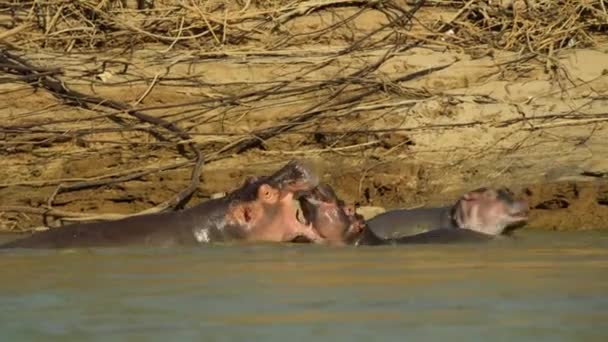 Hipopotam Hipopotamus Amphibius Otwiera Usta Basenie Mzima Springs Tsavo National — Wideo stockowe
