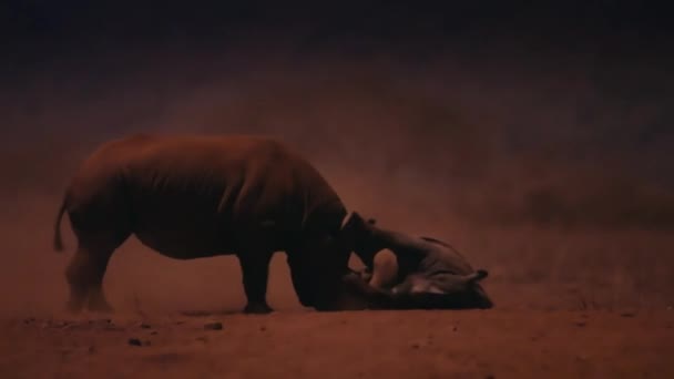Das Männliche Spitzmaulnashorn Diceros Bicornis Kämpft Nachts Tsavo Nationalpark Kenia — Stockvideo