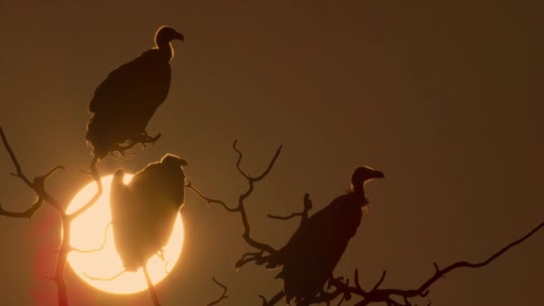 African White Backed Vulture Gyps Africanus Sitting Tree Sunset Tsavo — Stock Video