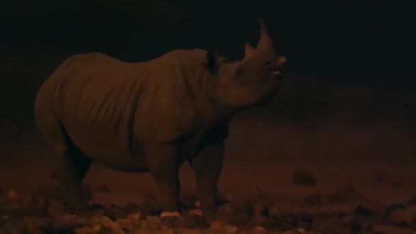 Jovem Rinoceronte Preto Diceros Bicornis Chamando Mãe Noite Parque Nacional — Vídeo de Stock