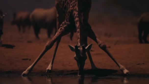 Západoafrická Žirafa Giraffa Peralta Dorazí Prameni Noci Napije Keňském Národním — Stock video