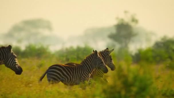 Afrikanische Zebras Untergattung Hippotigris Laufen Auf Grasland Tsavo Nationalpark Kenia — Stockvideo