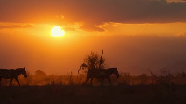 Африканские Зебры Подрод Hippotigris Гуляют Среди Красной Почвы Пыли Национальном — стоковое видео