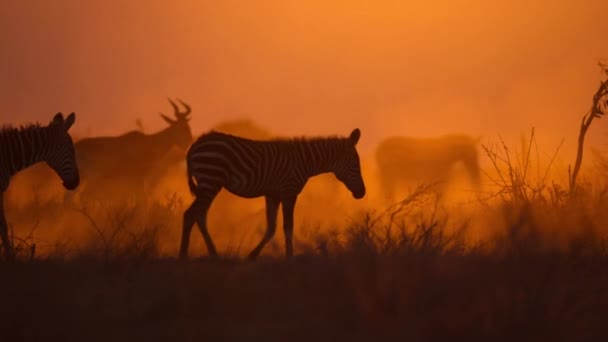 Afrikaanse Zebra Subgenus Hippotigris Die Door Rode Grond Stof Lopen — Stockvideo