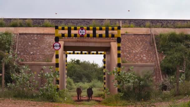 Zebras Över Tunnlar Järnvägen Till Andra Sidan Tsavo National Park — Stockvideo