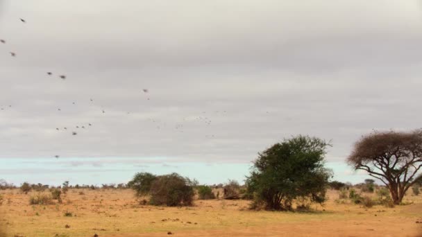 Närbild Flock Svarta Sandripa Pterocles Decoratus Som Flyger Tsavo National — Stockvideo