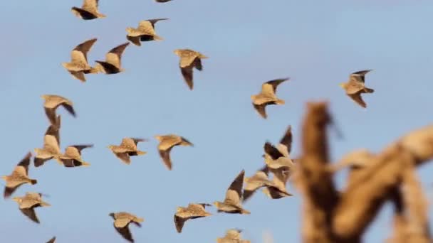 在肯尼亚的萨沃国家公园 一群黑脸沙猪 Pterocles Decoratus 的近身飞行 — 图库视频影像