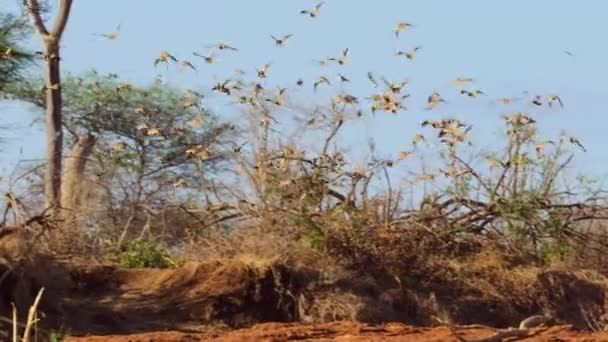 Zbliżenie Stada Ciecierzycy Piaskowej Pterocles Decoratus Latającego Parku Narodowym Tsavo — Wideo stockowe