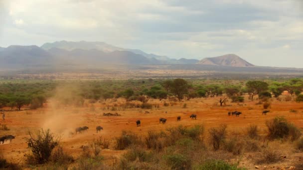 アフリカのバッファロー シンサーカッファー の群れは 食料と水を見つけるためにガラナ川に向かって向かいます ケニア — ストック動画