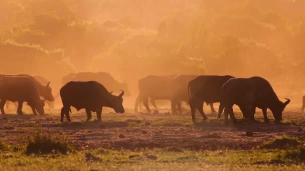 Een Kudde Afrikaanse Buffels Syncerus Caffer Weg Naar Galana Rivier — Stockvideo