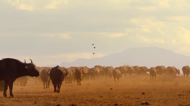アフリカのバッファロー シンサーカッファー の群れは 食料と水を見つけるためにガラナ川に向かって向かいます ケニア — ストック動画